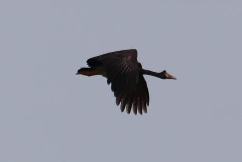 IMG 1124 crop